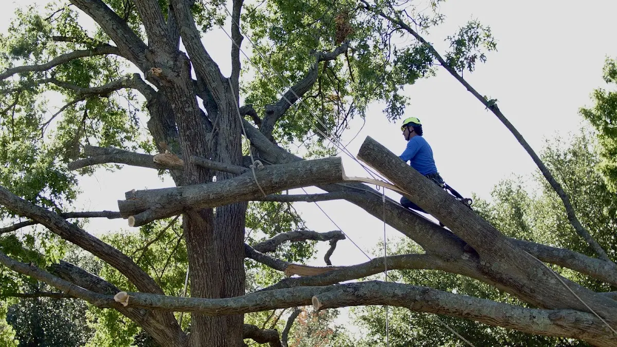 Professional Hazardous Tree Removal performed by certified arborists in Urich